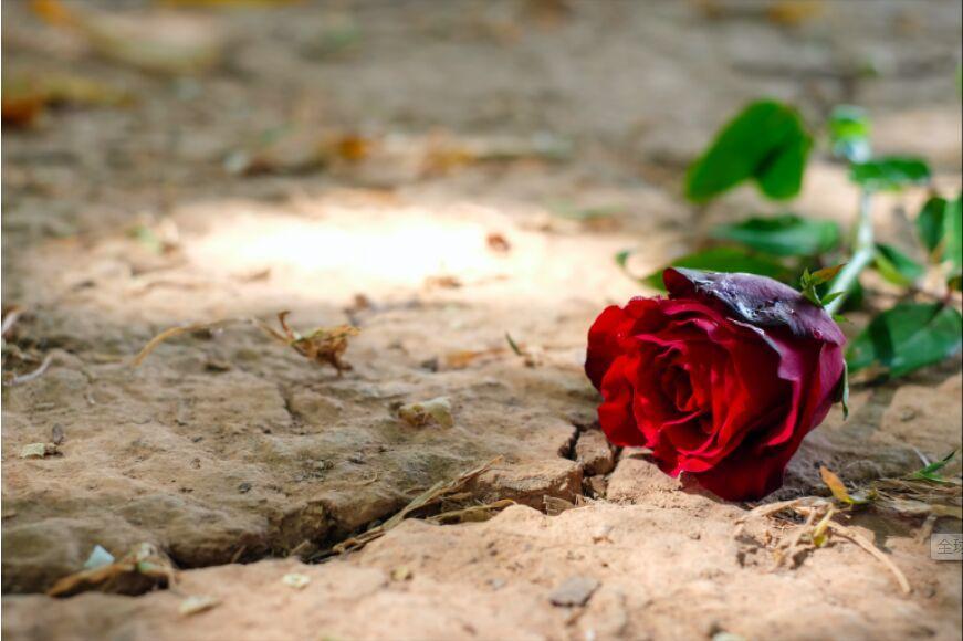 قطع هزاران گل رز در ژاپن برای مقابله با کرونا قطع هزاران گل رز در ژاپن برای مقابله با کرونا