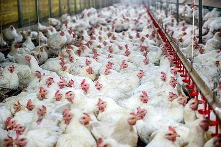 تامین ذخایر گوشت مرغ تا انتها سال، مرغ زنده 10 هزار تومان