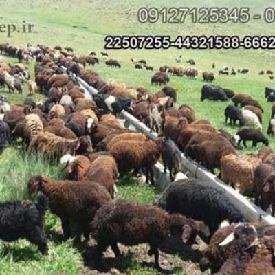 عرضه انواع دام و گوسفند زنده در تهران توس لایو شیپ