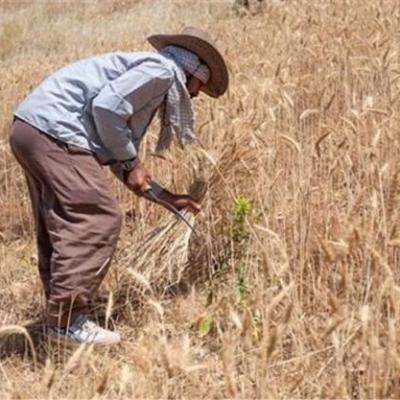 اختصاص 40 هزار میلیارد تومان برای خرید تضمینی گندم سال جاری