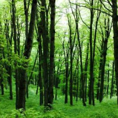 جنگل های هیرکانی ؛ روبان سبز شمال ایران و میراثی طبیعی برای جهان