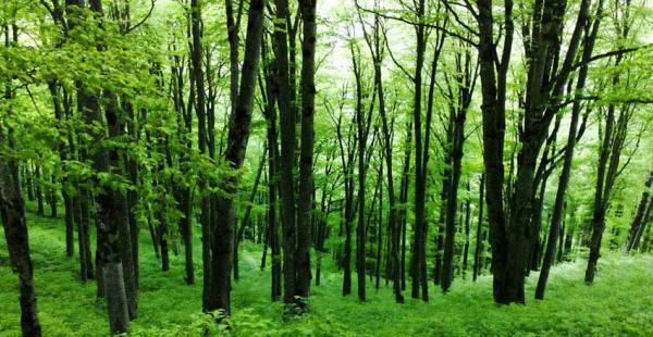 جنگل های هیرکانی ؛ روبان سبز شمال ایران و میراثی طبیعی برای جهان
