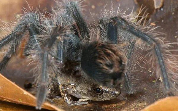 عکس ، دلایل شگفت انگیز دوستی صمیمی قورباغه و عنکبوت ! (طراحی خانه ویلایی دوبلکس)