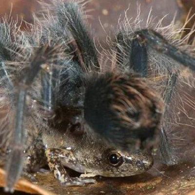 عکس ، دلایل شگفت انگیز دوستی صمیمی قورباغه و عنکبوت ! (طراحی خانه ویلایی دوبلکس)