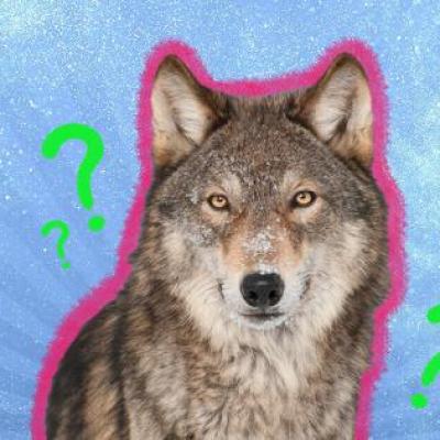 گرگ ها به راستی چقدر بزرگ اند؟، عکس