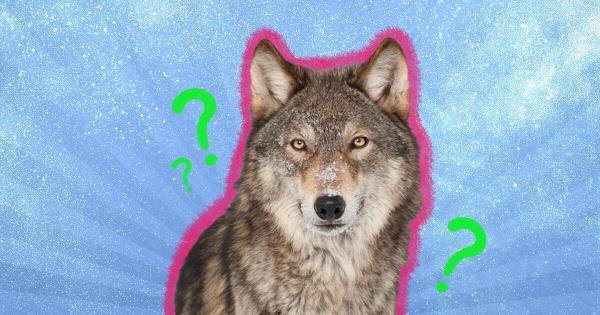 گرگ ها به راستی چقدر بزرگ اند؟، عکس