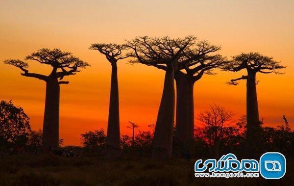 خیابان بائوباب ها یکی از خاص ترین خیابانهای دنیا است
