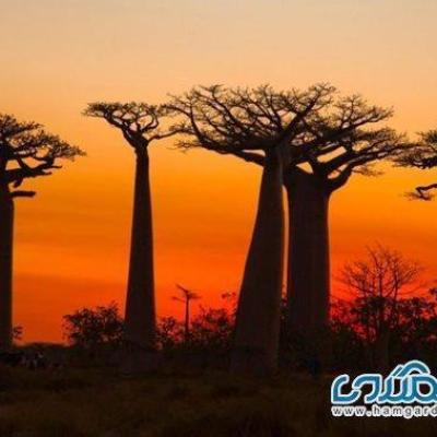خیابان بائوباب ها یکی از خاص ترین خیابانهای دنیا است