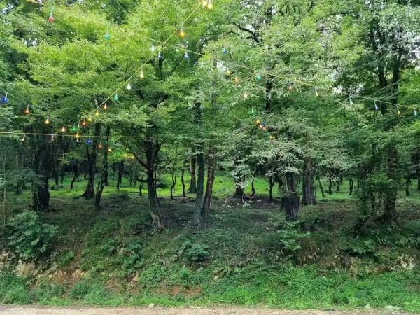 جنگل عباس آباد مازندران؛ رویایی از جنس طبیعت
